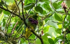 Bird Watching Tour (1)