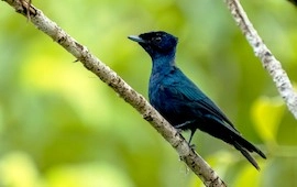 Bird Watching Tour (2)