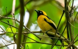 Bird Watching Tour (4)