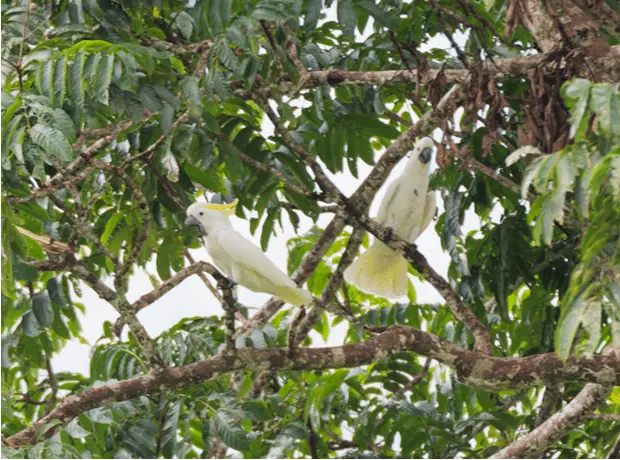 Baliem-Valley-festival-2026-1