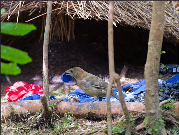 Baliem-Valley-Trekking-3