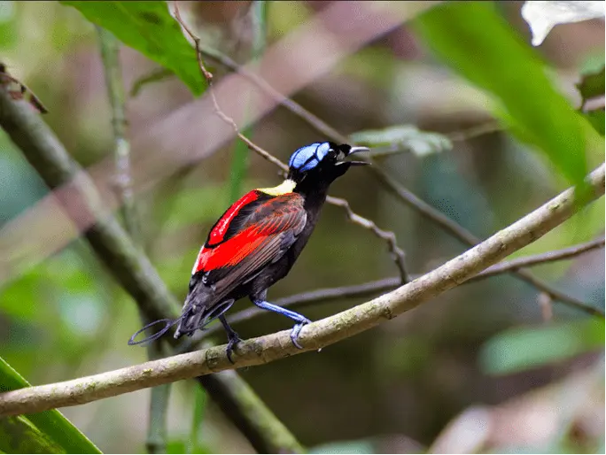 Baliem-Valley-festival-2026-1