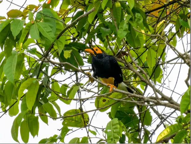 Baliem-Valley-festival-2026-1