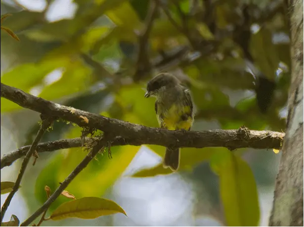 Baliem-Valley-Trekking-3