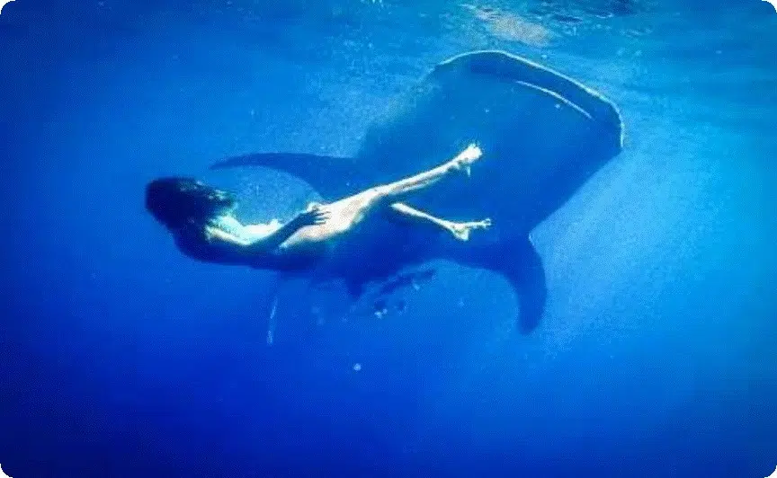 Whale-Sharks whale sharks