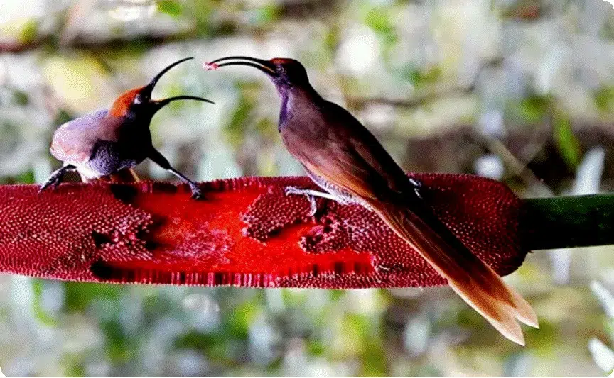 Wildlife-Nature papua bird