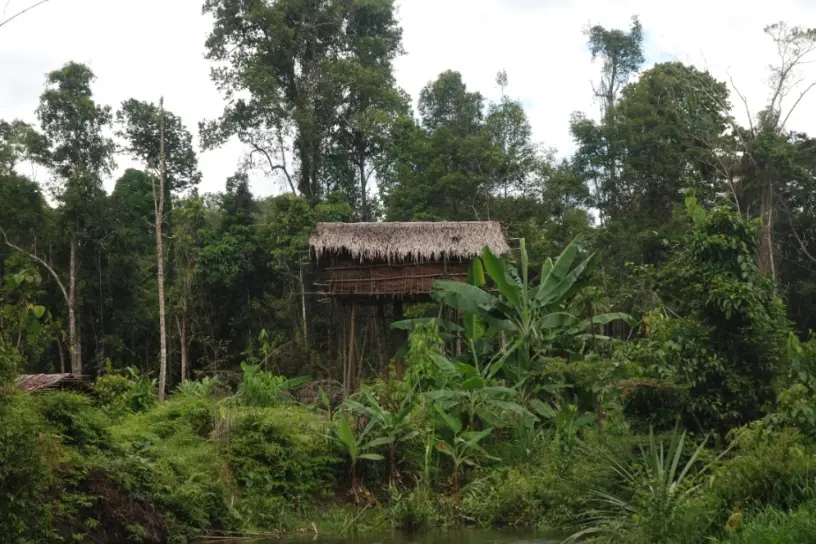 Korowai(5)